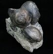 Gastropod, Brachiopod, Trilobite Association - Silurian #6026-4